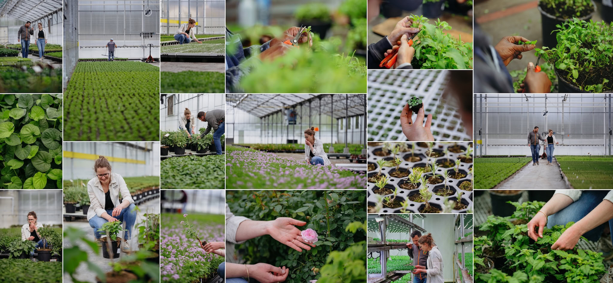 Reportage photo corporate — pépinière Givaudan Grignan